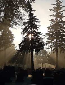 Sun shining through trees at cemetery