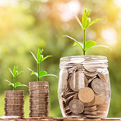 Plant growing in money jar