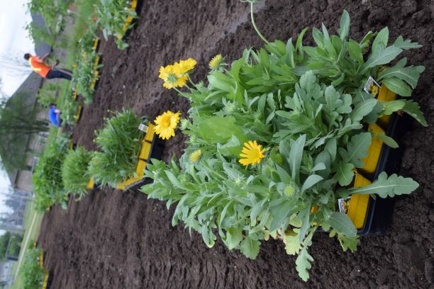 Yellow flowers in garden