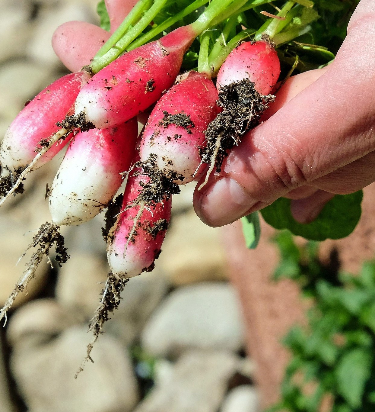 fresh radishes in garden