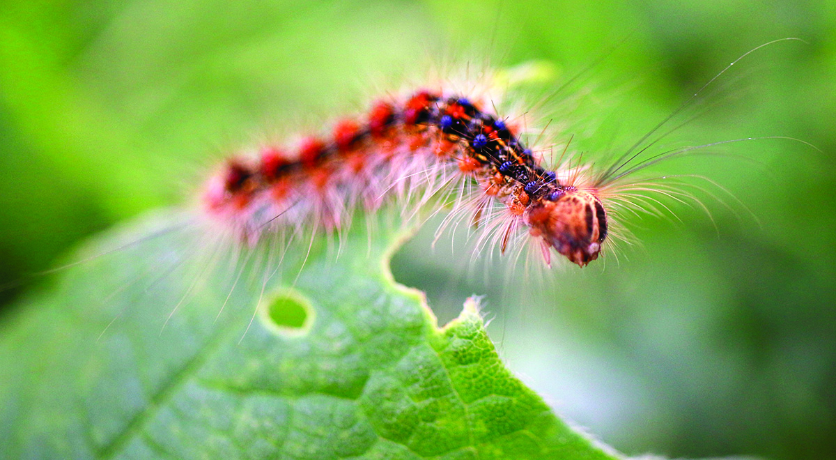 Gypsy moth caterpillar