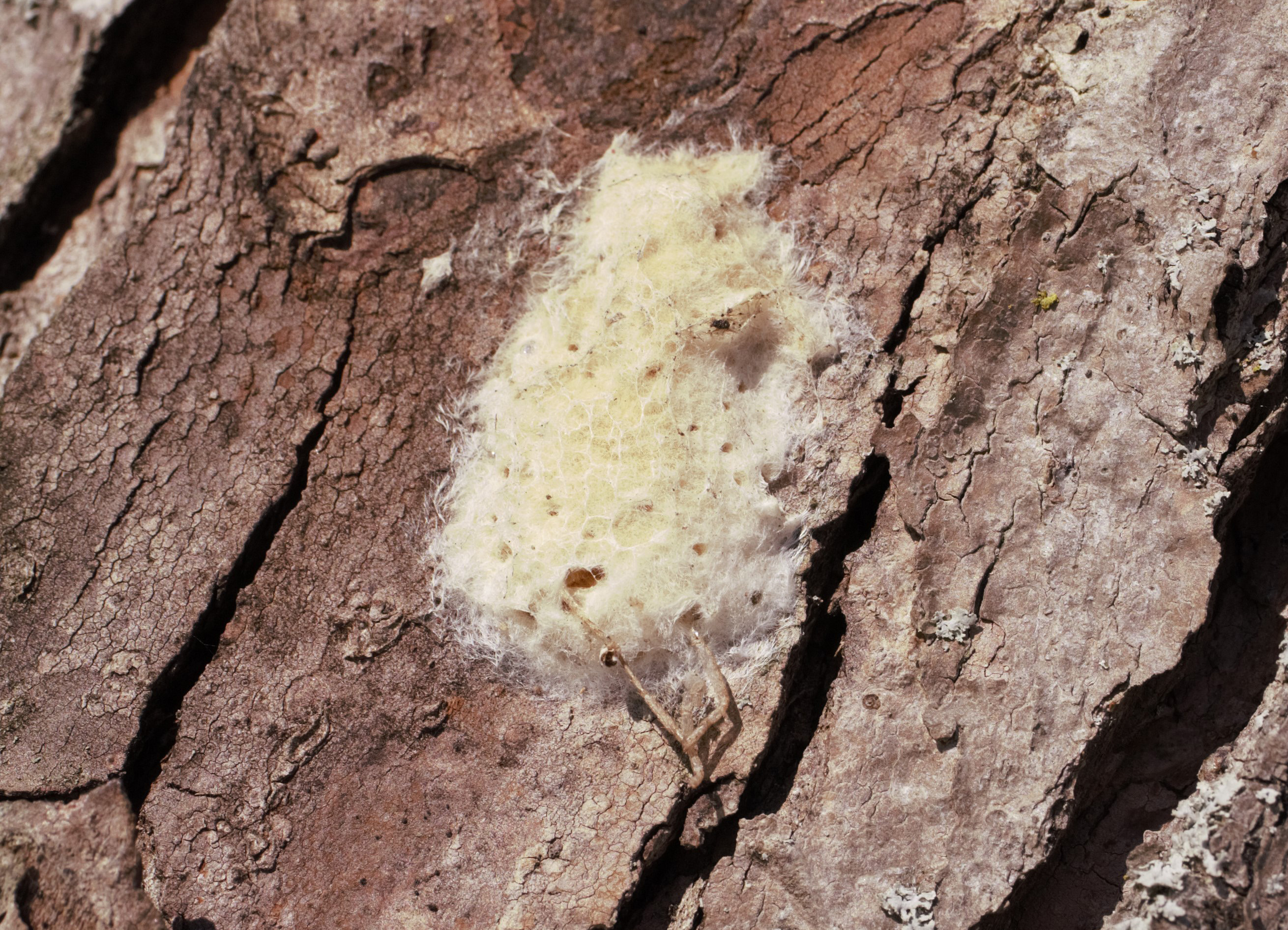 gypsy moth egg mass