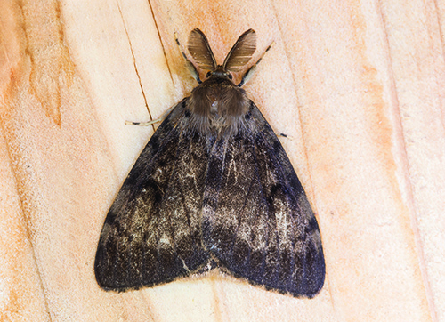 Gypsy moth