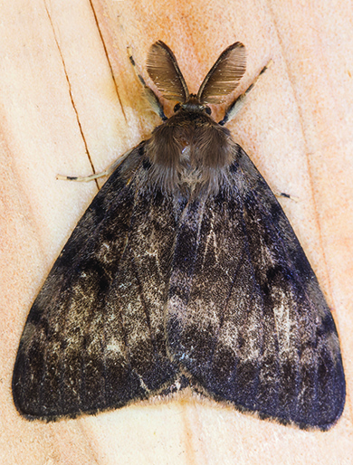 Gypsy moth