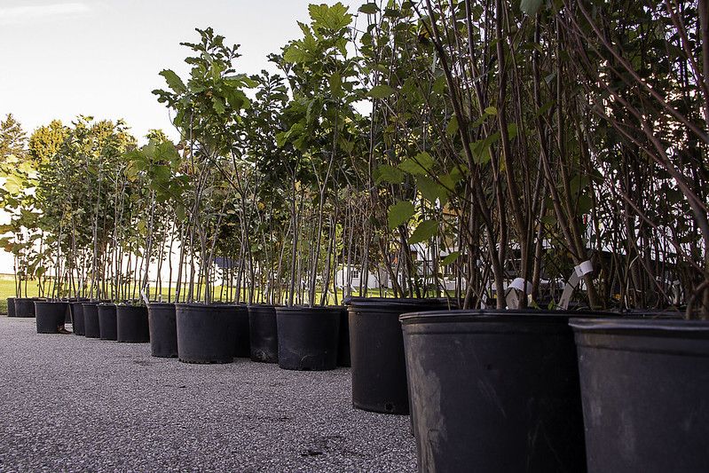 A selection of the trees that will be available through the St. Marys Tree Power Program.