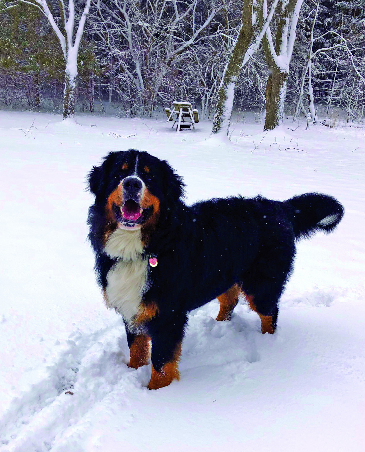 Local “resident” George shows off his dog tag before heading to the dog park.