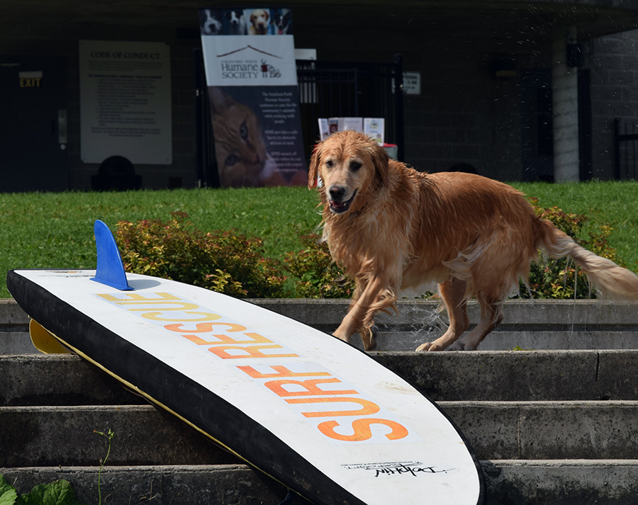 Dog at Pooch Plunge