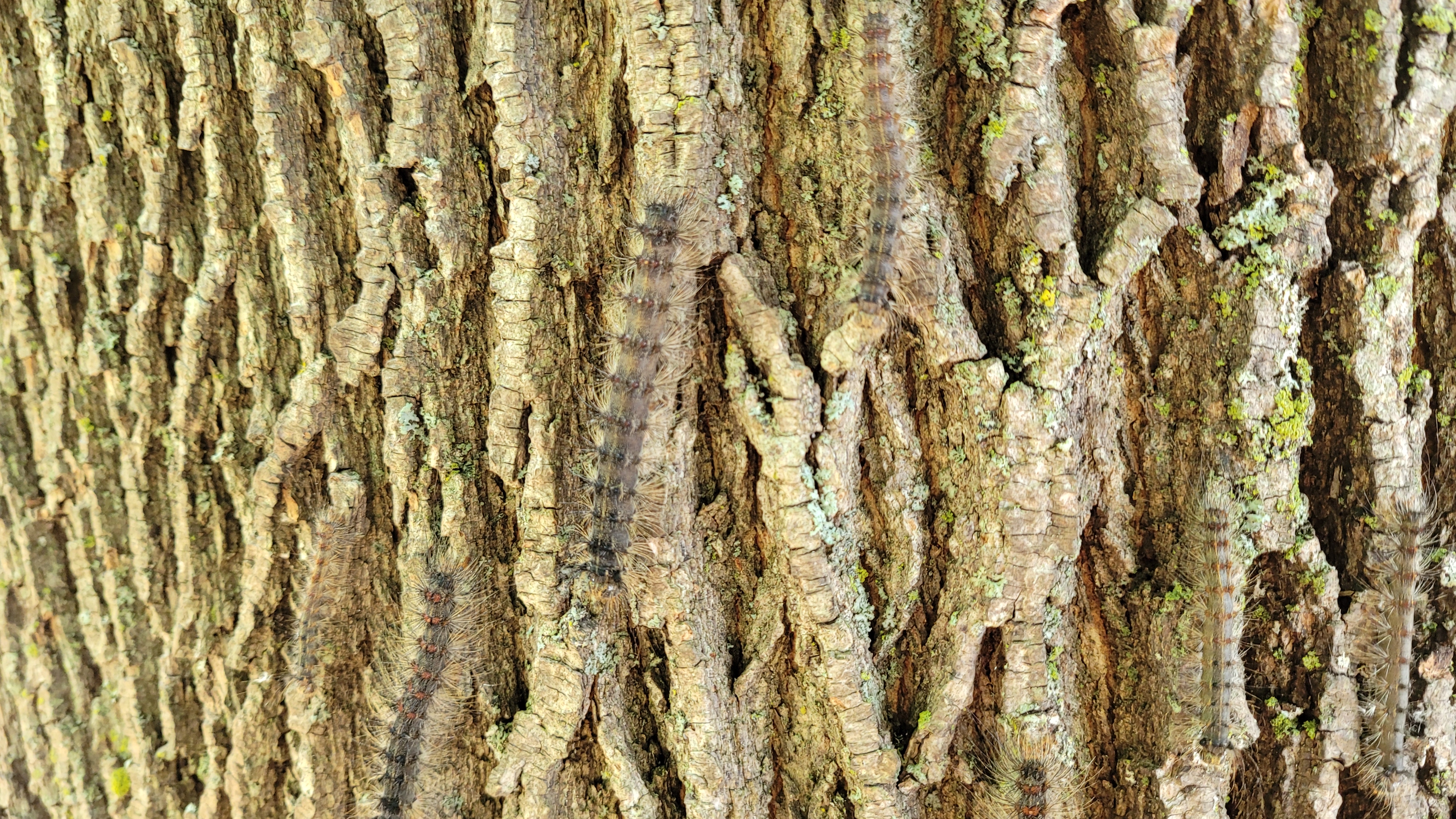 Several Gypsy Moth caterpillars make their way up a maple tree.