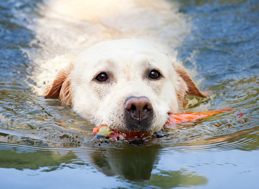 Dog swimming