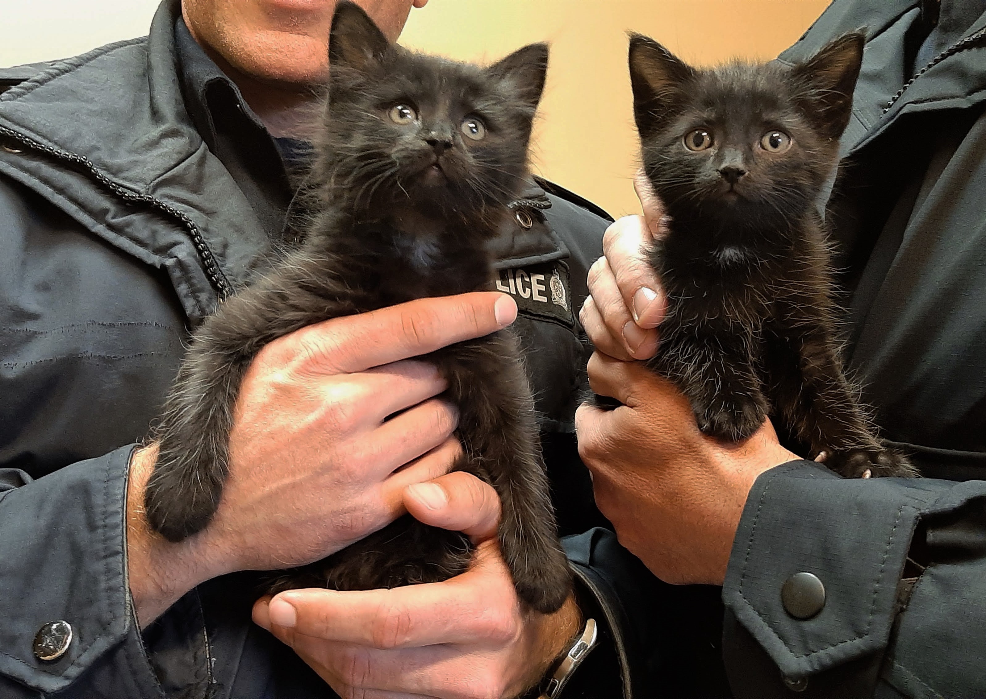 police kittens
