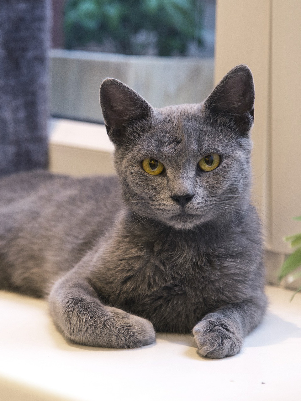 Gray cat