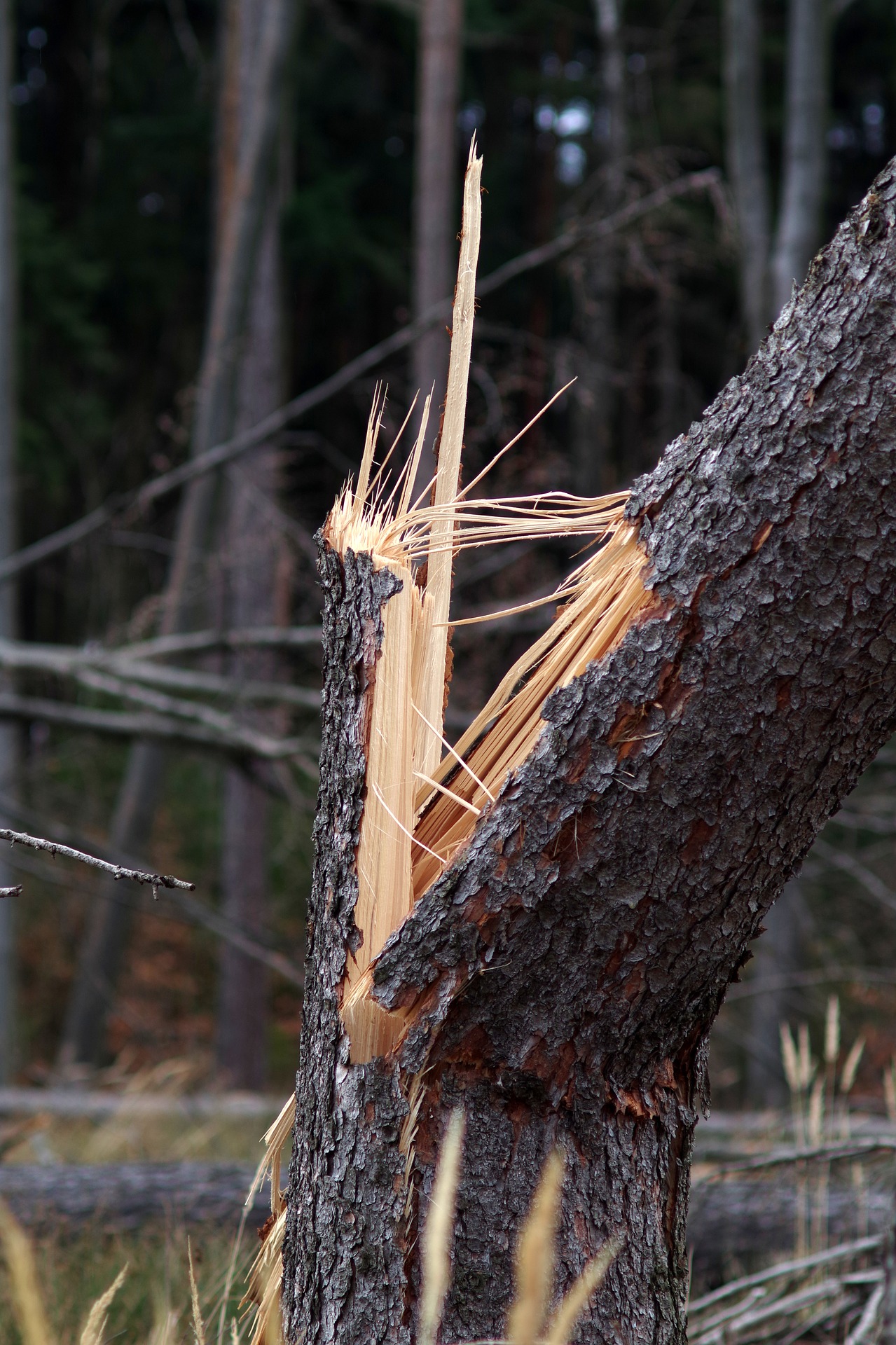 Image of a broken tree